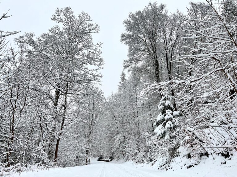 Harz im Winter - Vor lauter Bäumen