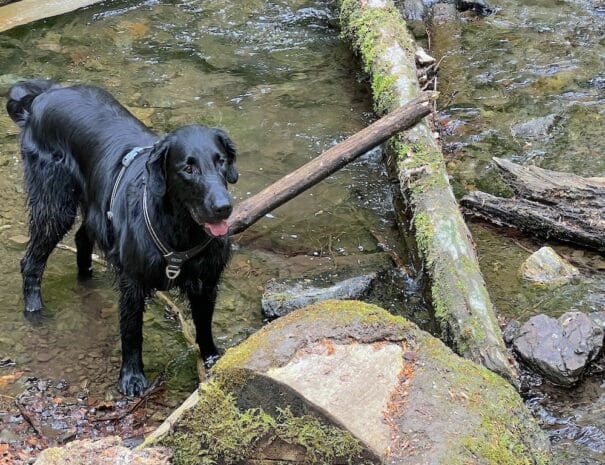 Hund badet im Harzer Bach
