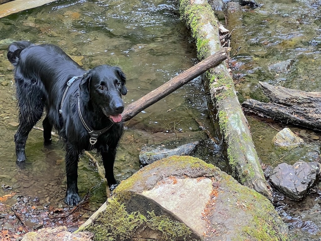 Hund badet im Harzer Bach