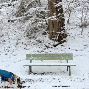 Urlaub im Winter im Harz mit Hund.