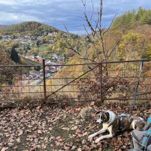Mit dem Hund im Herbsturlaub im Harz