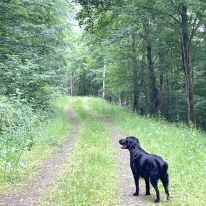 Im niedersächsischen Wald herrscht außerhalb der Brut- und Setzzeit keine Leinenpflicht