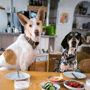 Egon-Gatsby_Quadrat_Hunde_Frühstück